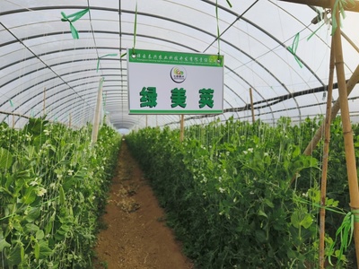 科技特派團(tuán)精準(zhǔn)服務(wù)，激發(fā)祥云蔬菜產(chǎn)業(yè)新動能